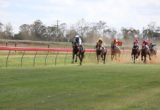Chinchilla races