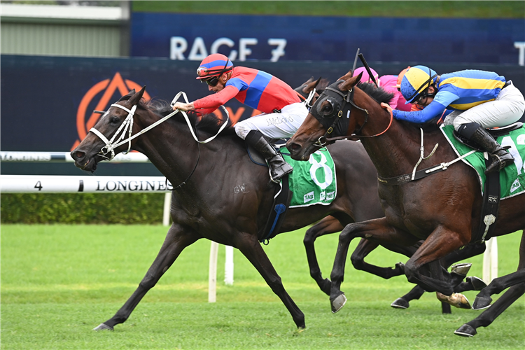 New trainer excited at Elleegant proposition | Just Horse Racing