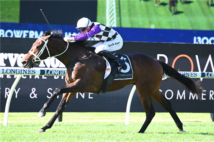 Waller unleashes promising Pierro colt at Rosehill | Just Horse Racing