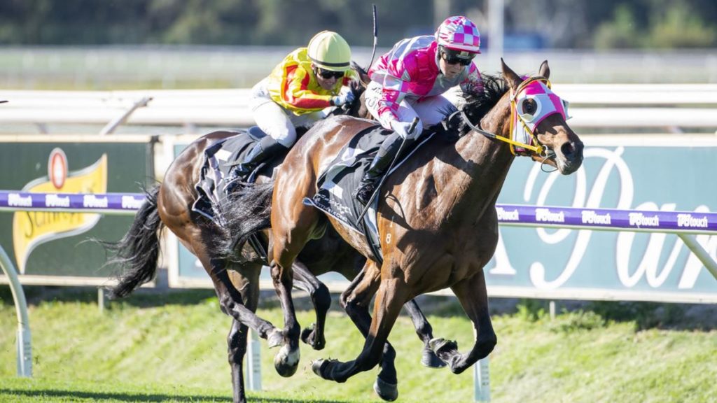 Searchin Roc | Just Horse Racing