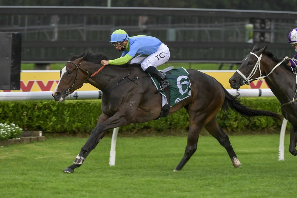 Shades Of Rose | Just Horse Racing