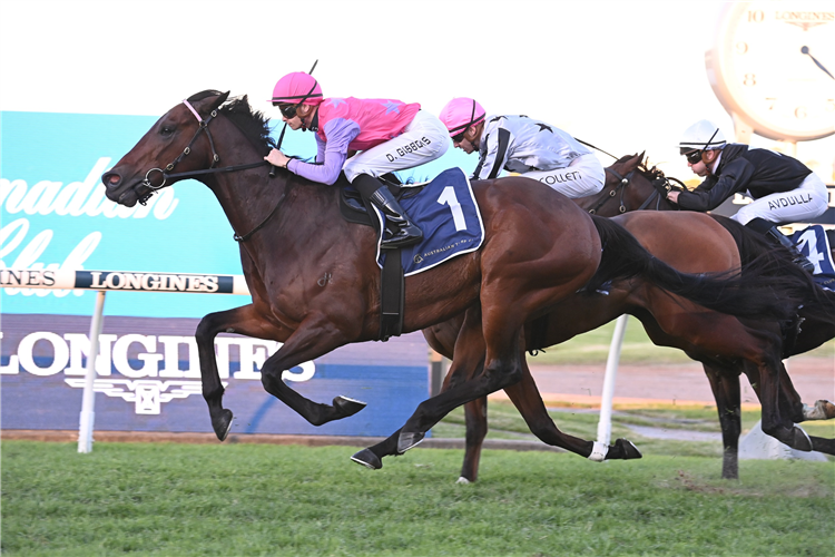 Kingsheir set to reign in Winter Stakes | Just Horse Racing