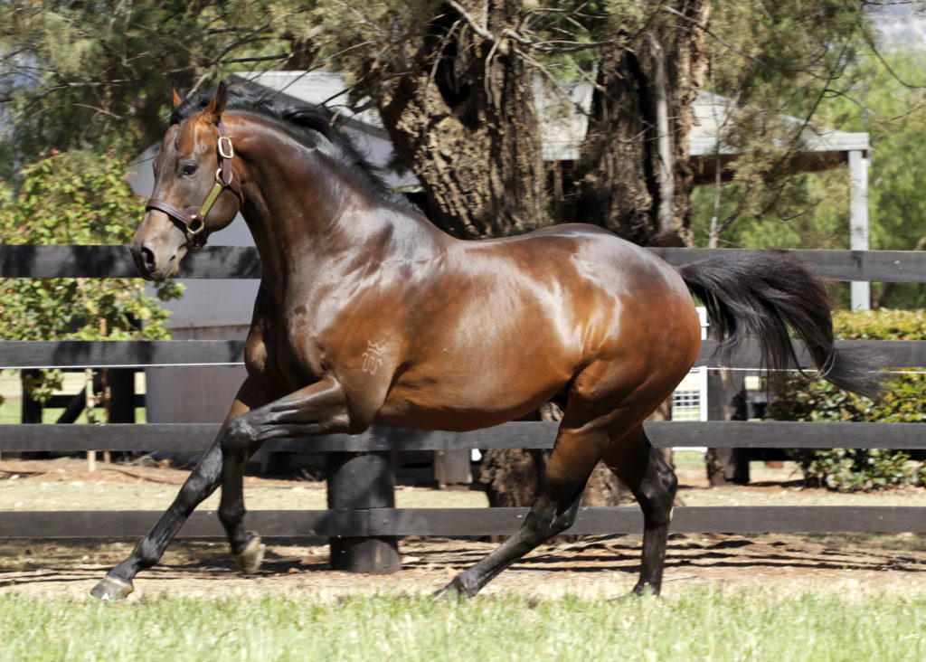 I Am Invincible | Just Horse Racing