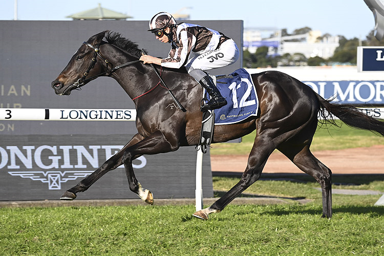 Epsom hopes for Tulloch Lodge gelding | Just Horse Racing