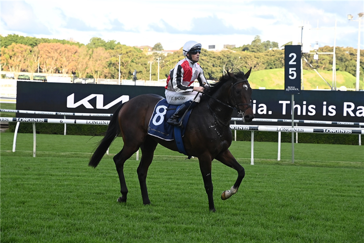 Matcha Latte on a Spring Champion path | Just Horse Racing