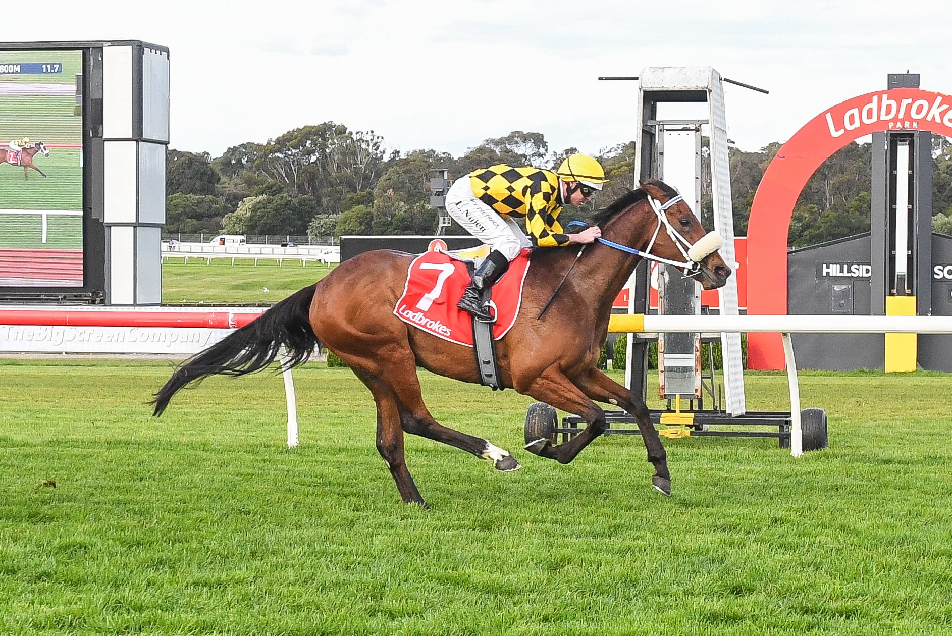 Waltz On By bred to win the Thousand Guineas - Vimarsana News