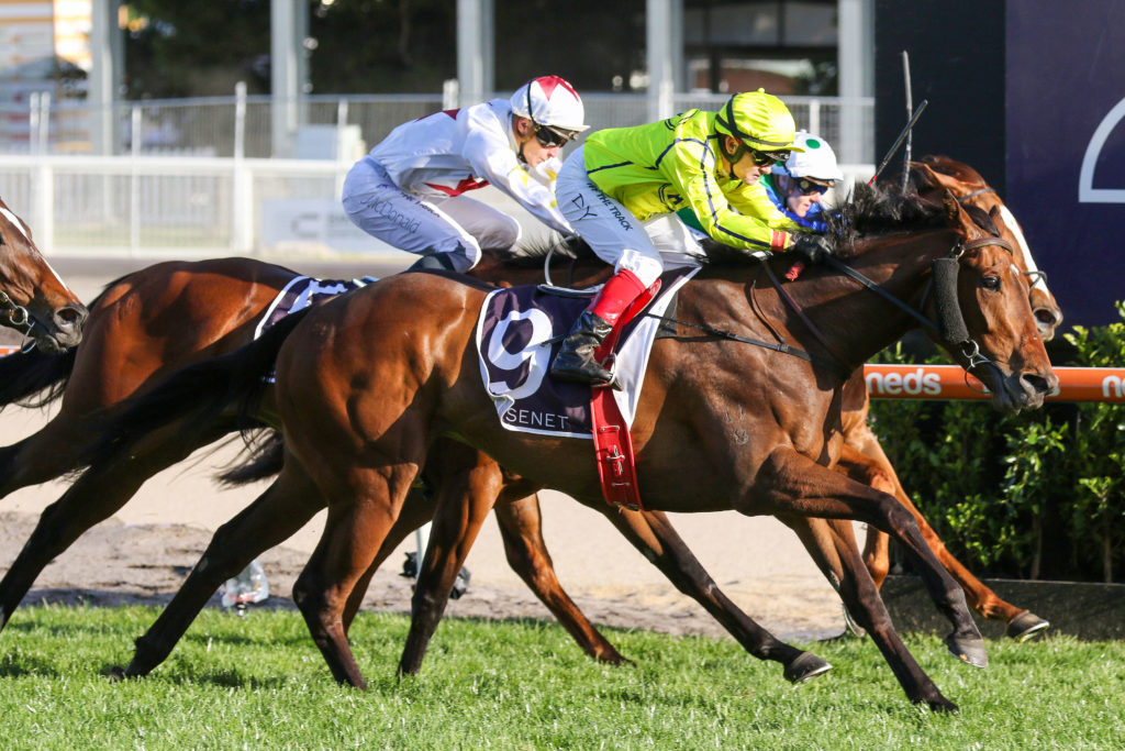 LITERARY MAGNATE 0V9A2921 | Just Horse Racing