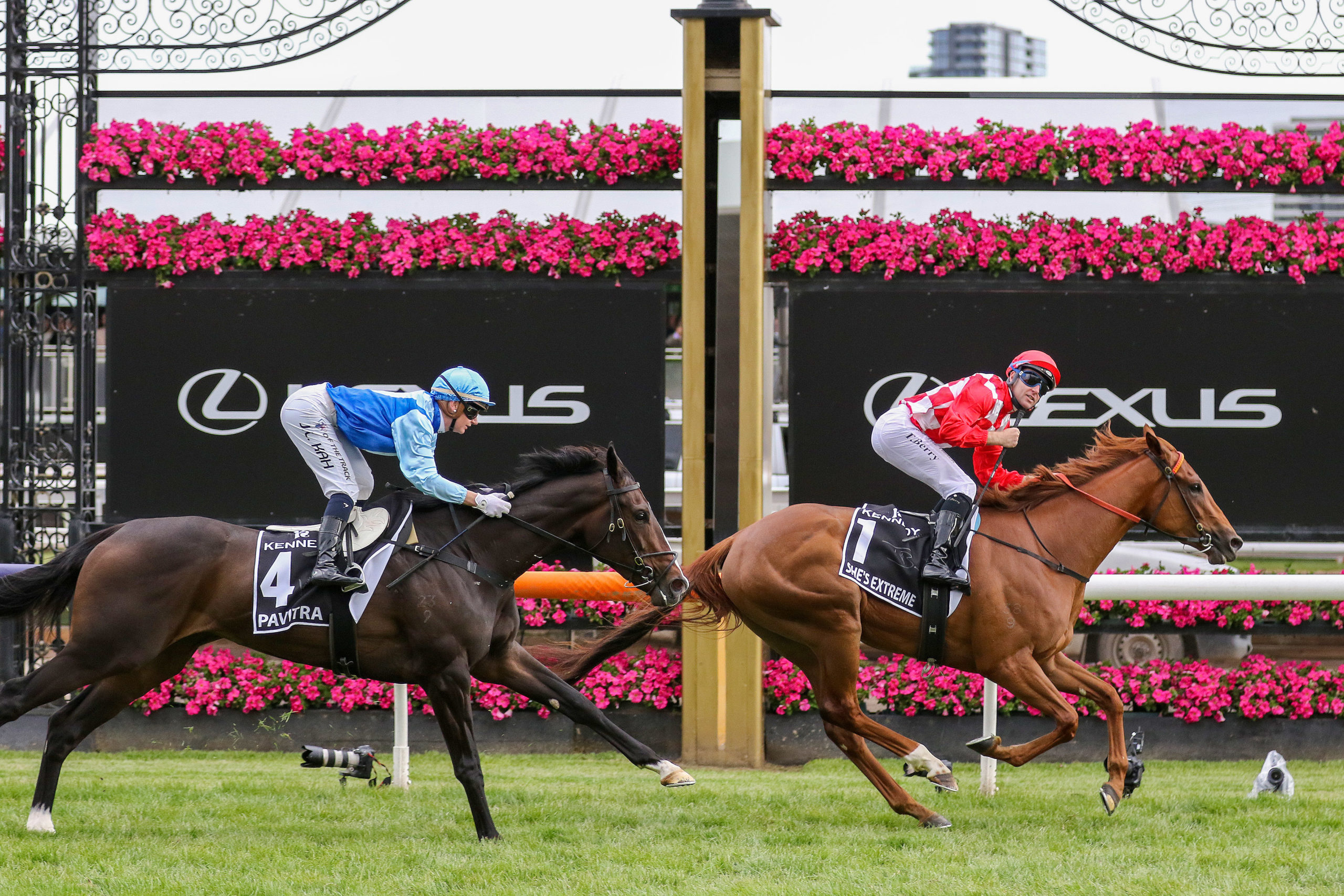 Classic filly set for return at Rosehill - Vimarsana News