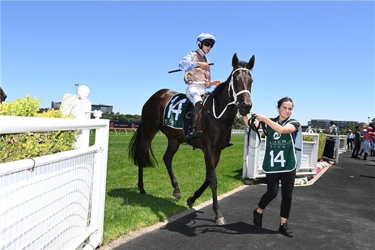 Lloyd continues on winning ways at Randwick | Just Horse Racing