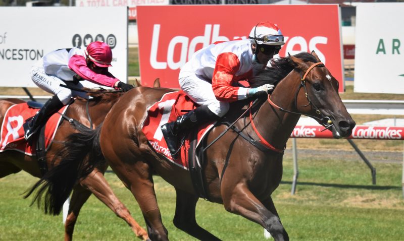 Bello Beau | Just Horse Racing