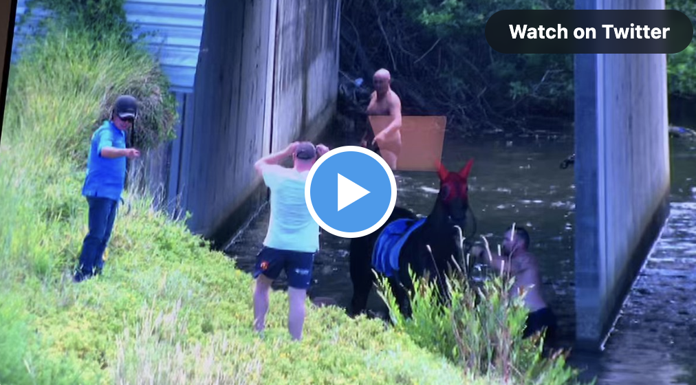 Watch ðŸ"º Horse escapes and jumps in river - Vimarsana News