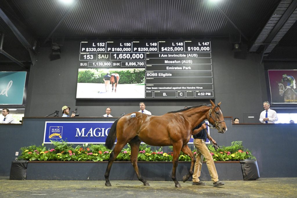 Lot 153 I Am Invincible - Mossfun_DSC_5412.JPG | Just Horse Racing