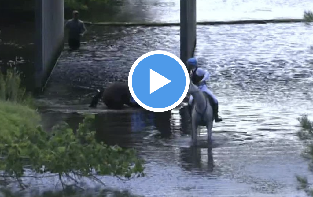 Watch 📺 Princess Lunar's trainer Scott Morrisey tells his story - Vimarsana News
