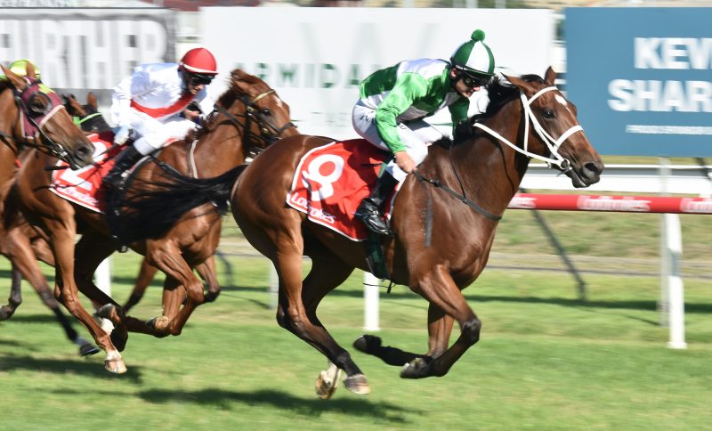 Swoop Dog | Just Horse Racing
