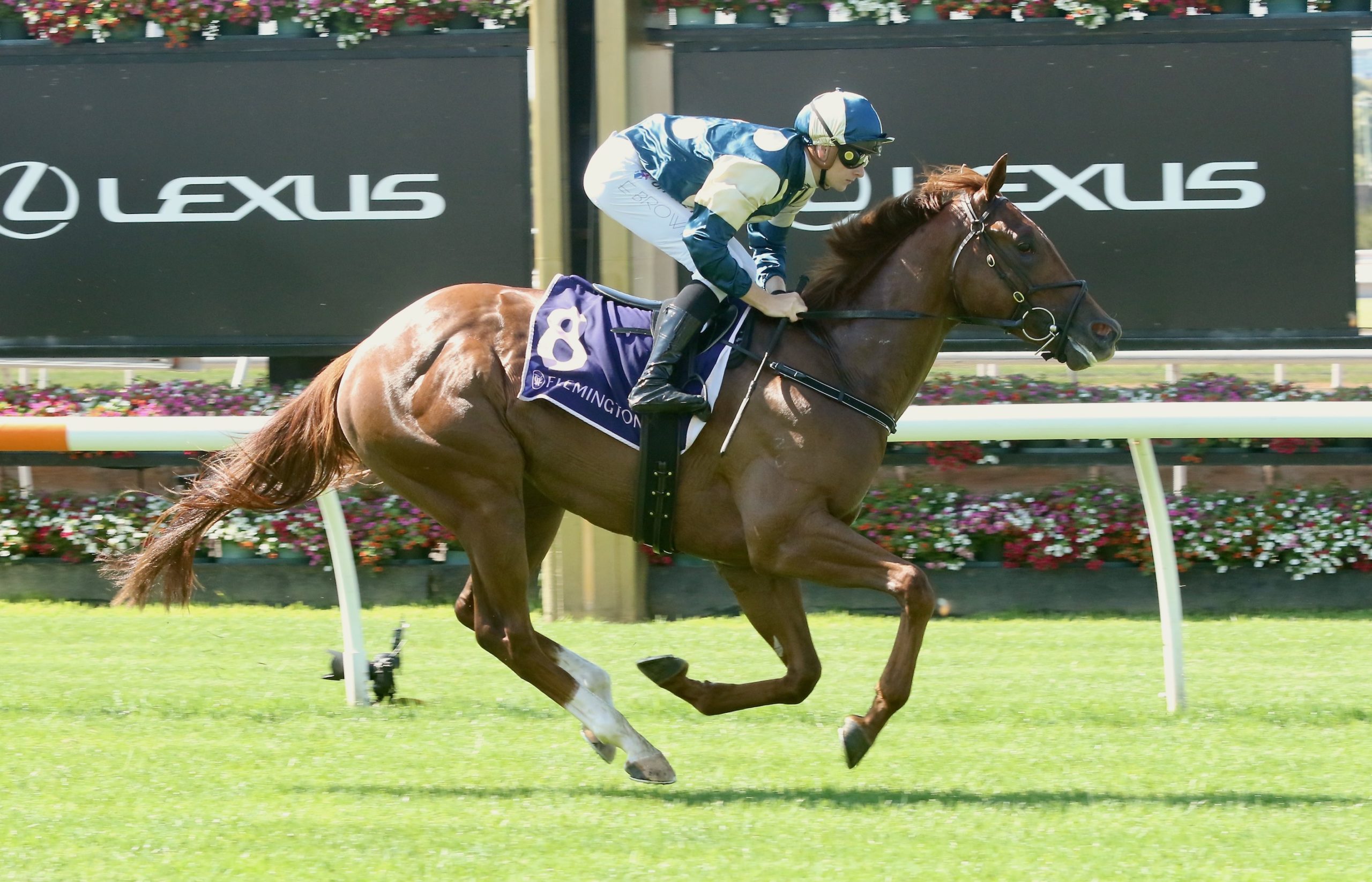 Veecee lands debut win at Flemington - Vimarsana News