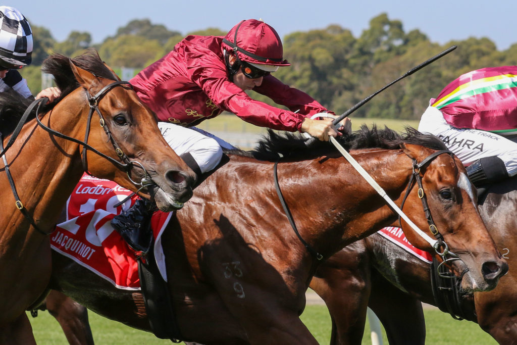 Jacquinot | Just Horse Racing Jacquinot