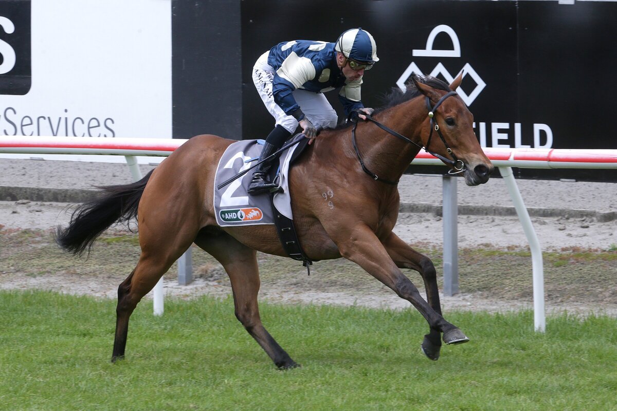 Kiwi raider adds intrigue to Hobartville Stakes - Vimarsana News