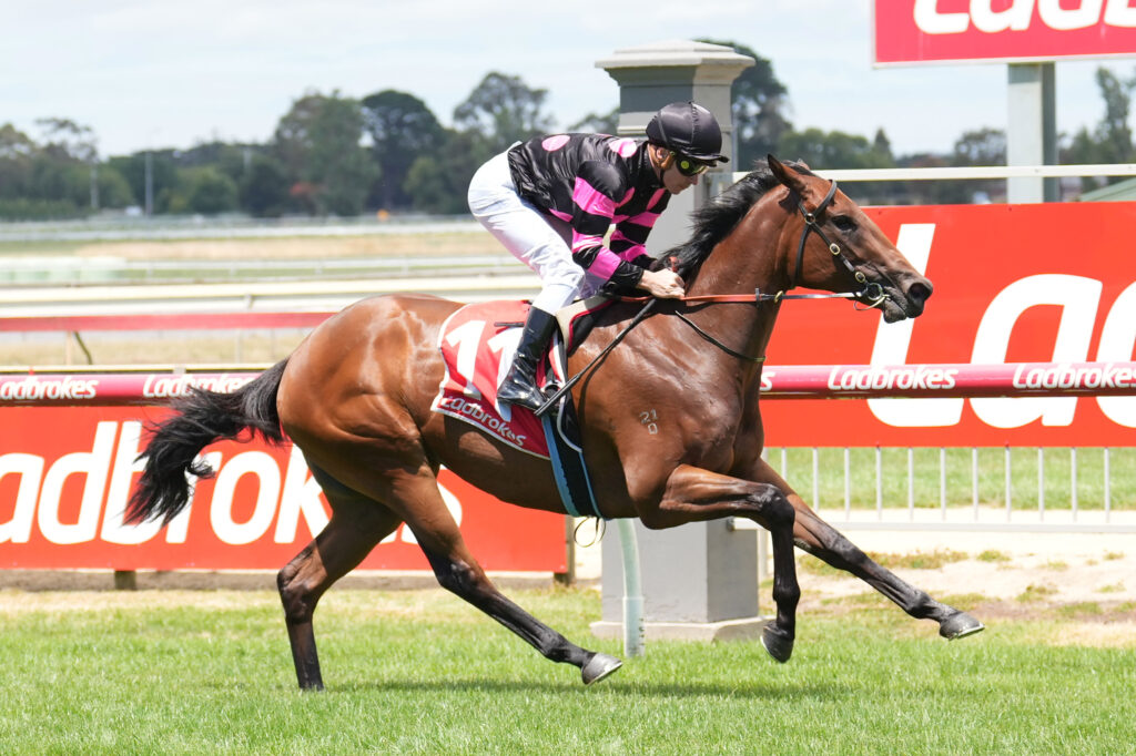 Tiz Enuf odds on in the Cinderella Stakes