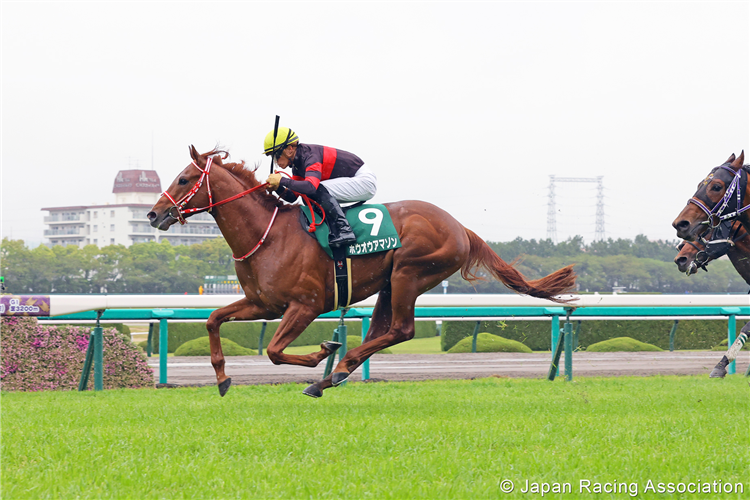 Ho O Amazon | Just Horse Racing