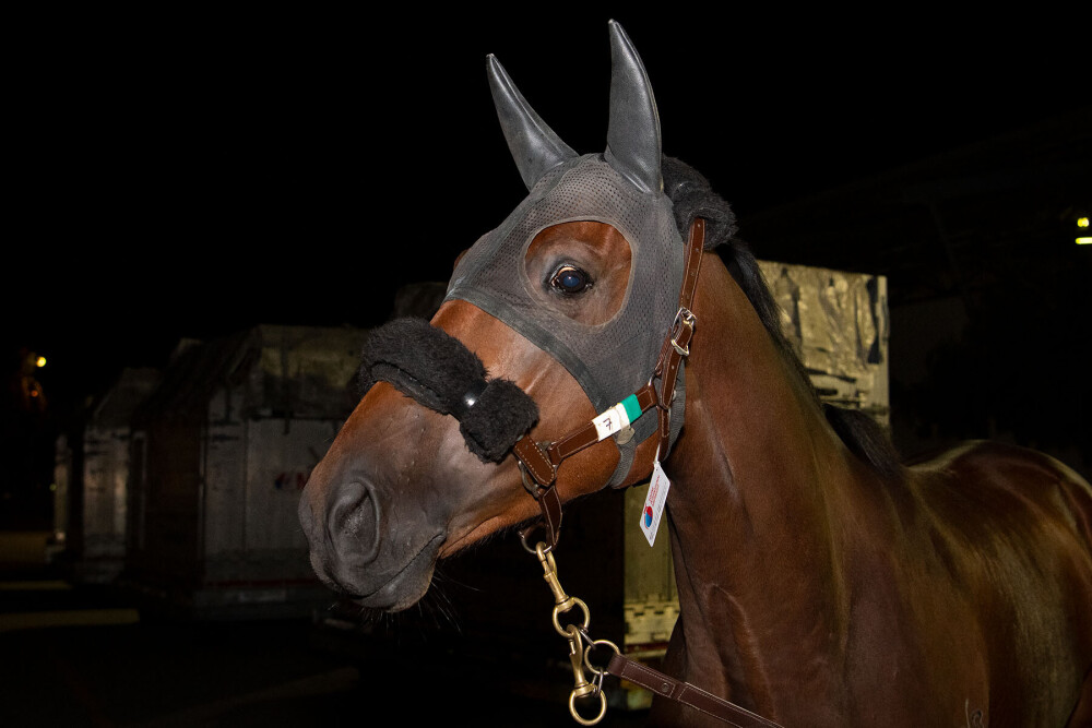 Awesome-John | Just Horse Racing