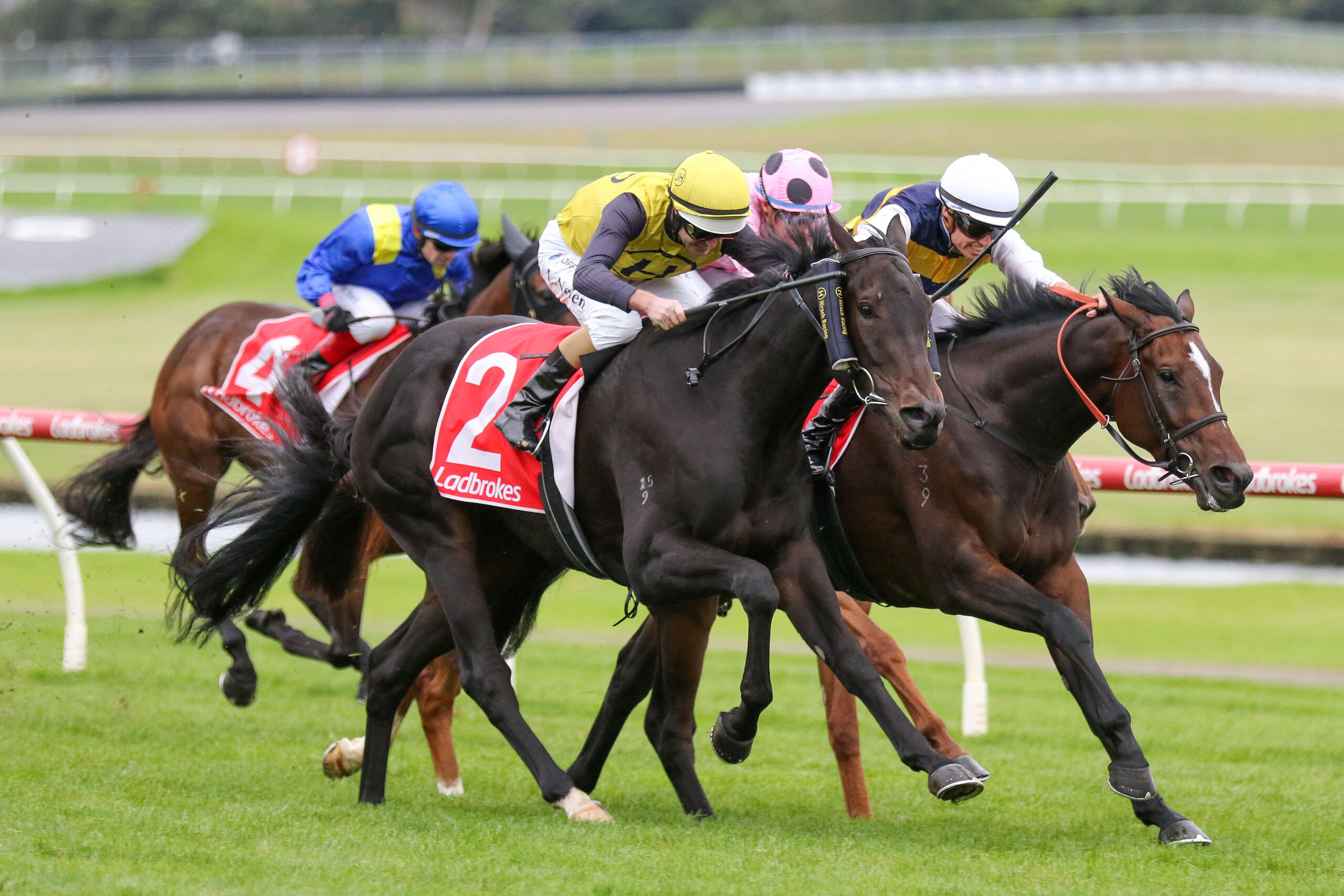 Cumani's Boy to chase SA Derby glory - Vimarsana News