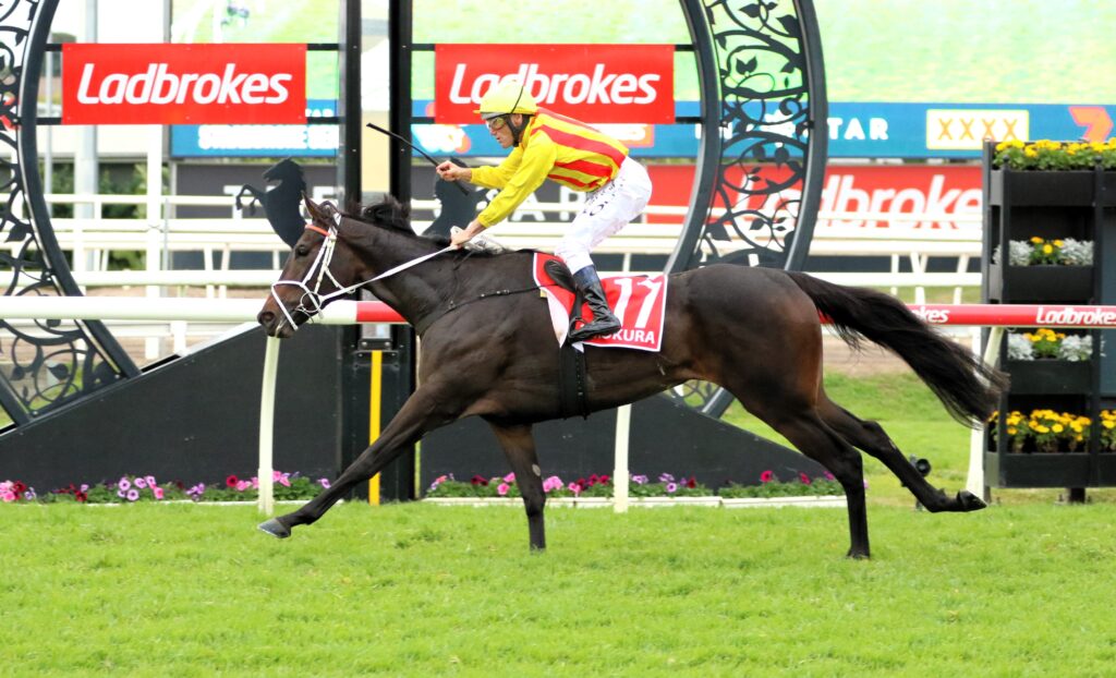 Amokura | Just Horse Racing