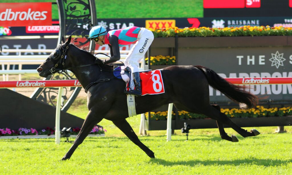 Antino 2 | Just Horse Racing