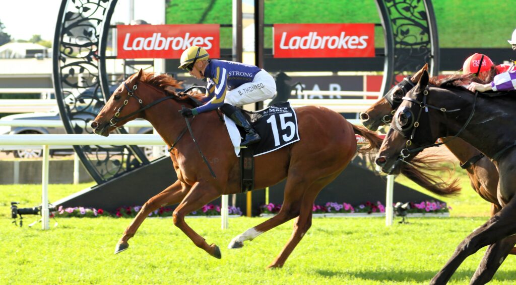 King Kapa | Just Horse Racing