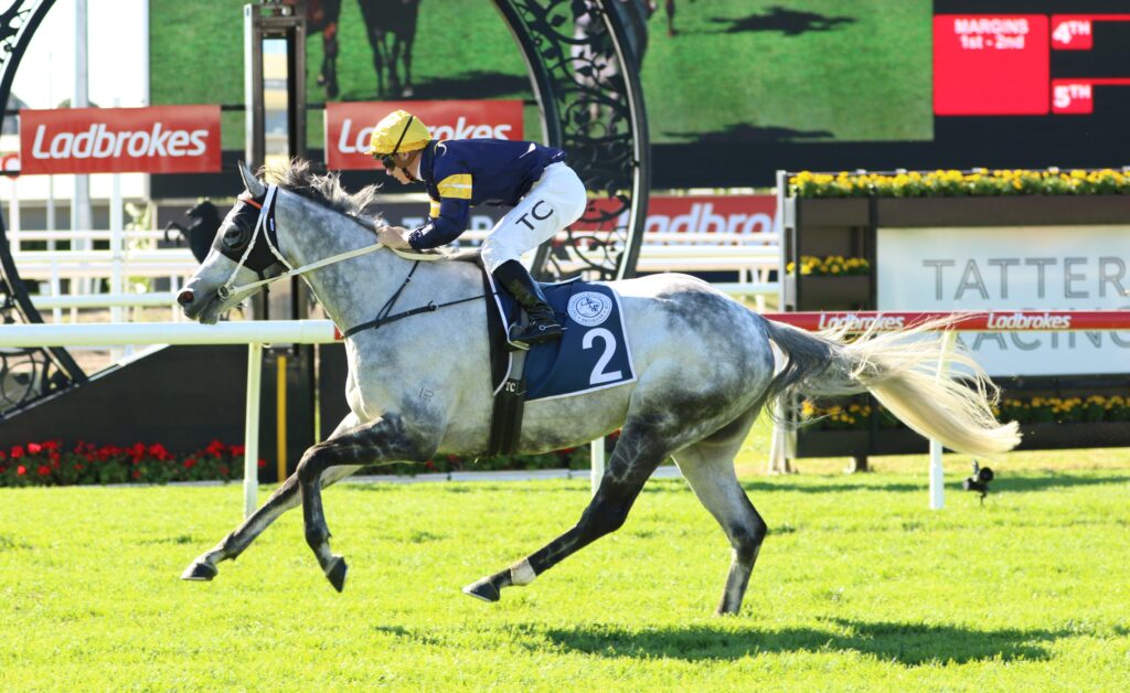Luncies’ January Cup opportunity Luncies’ January Cup opportunity