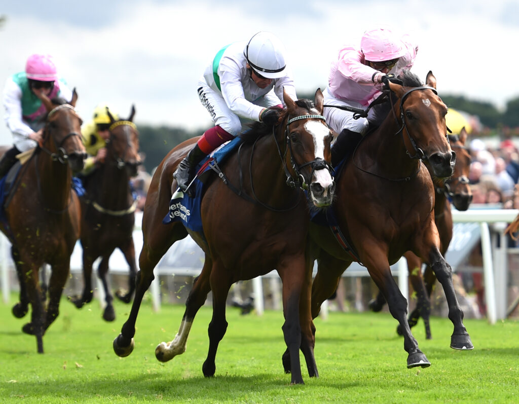Warmheart3 | Just Horse Racing