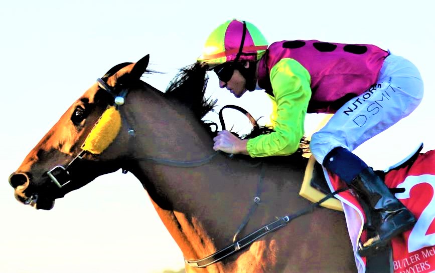 king klaus 1 dale smith | Just Horse Racing