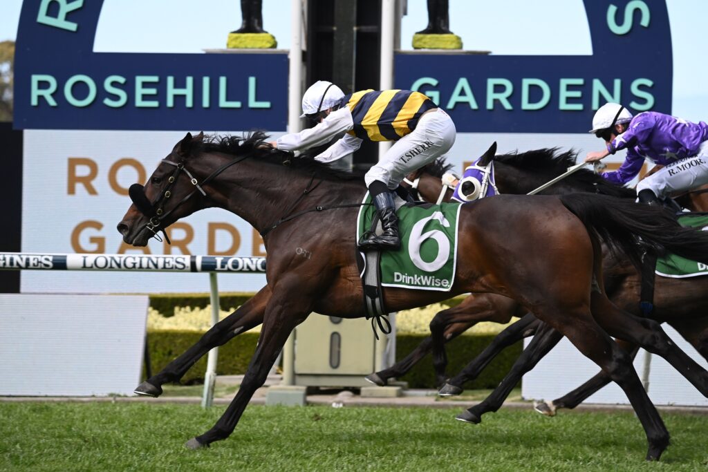 Sydney Cup 2024 – Field Preview, Odds, Horses, Speed Map and Betting Tips
