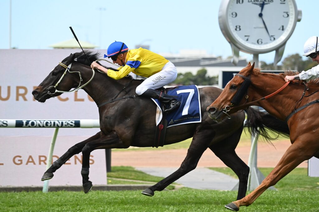Peace Officer 230923 7390 | Just Horse Racing