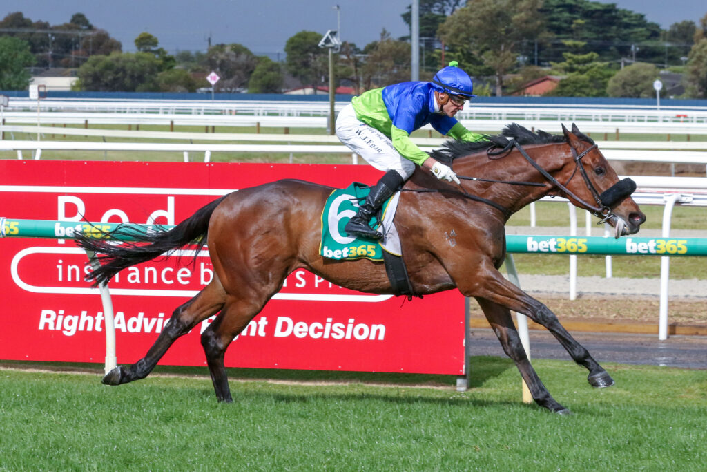 Lafargue (5) | Just Horse Racing