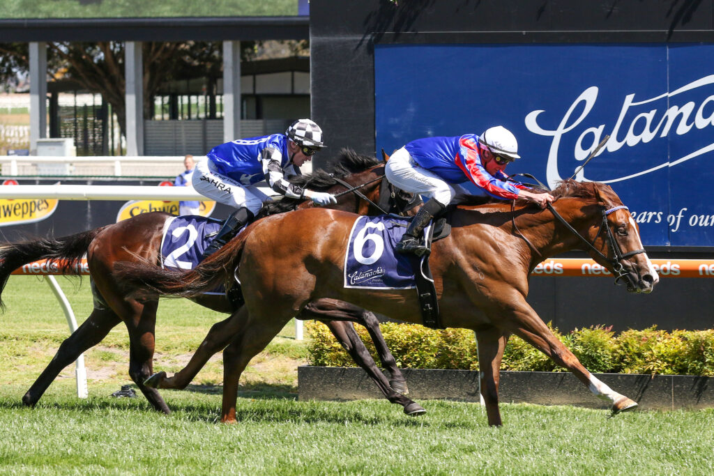 0V9A0791 RUN HARRY RUN | Just Horse Racing