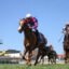 IMG_0619 RUN HARRY RUN | Just Horse Racing