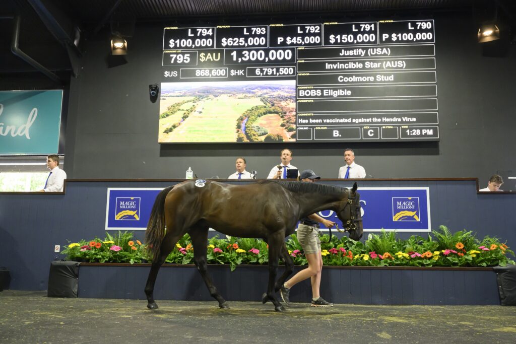 Lot 795 Justify - Invincible Star_DSC_2402.NEF | Just Horse Racing