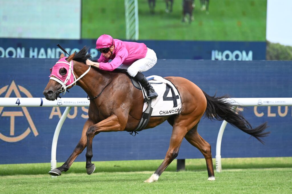 Robusto 200123 8980 | Just Horse Racing