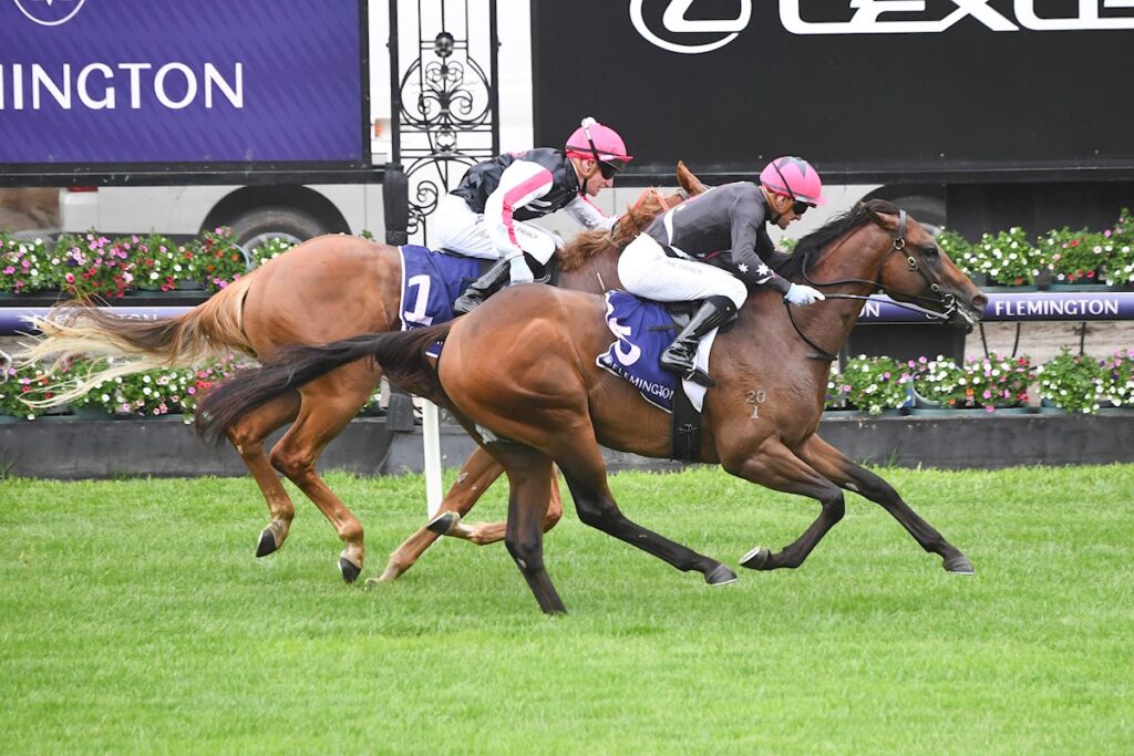 Zestiman | Just Horse Racing