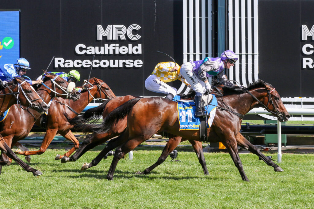 Hayasugi 0V9A2546 | Just Horse Racing
