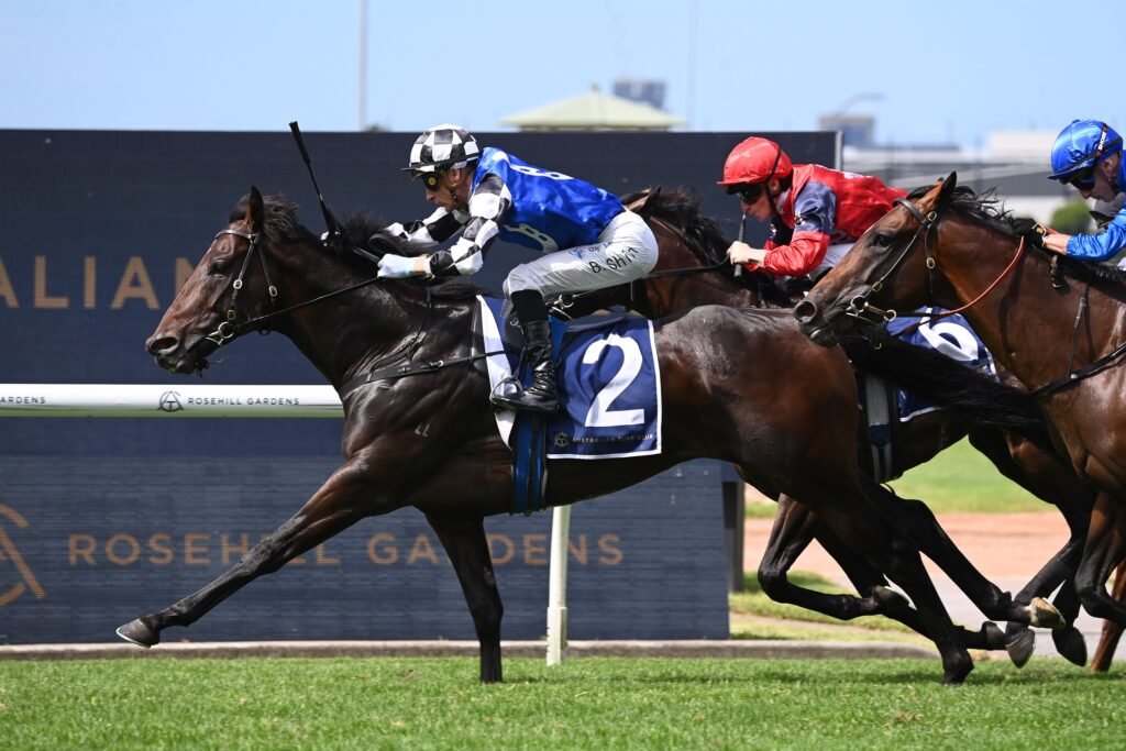 Brave Mead 2303024 7779 | Just Horse Racing