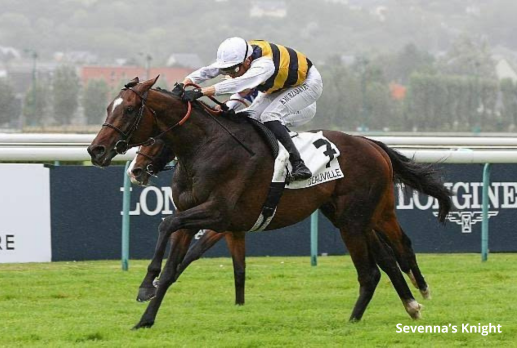 Sevenna's Knight | Just Horse Racing