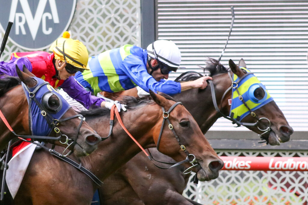 Sir Davy (4) | Just Horse Racing