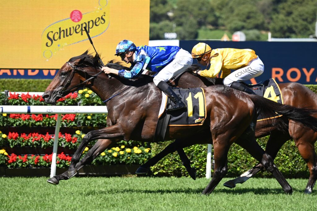 Sydney Cup Field 2025 Location Ebony Roxane