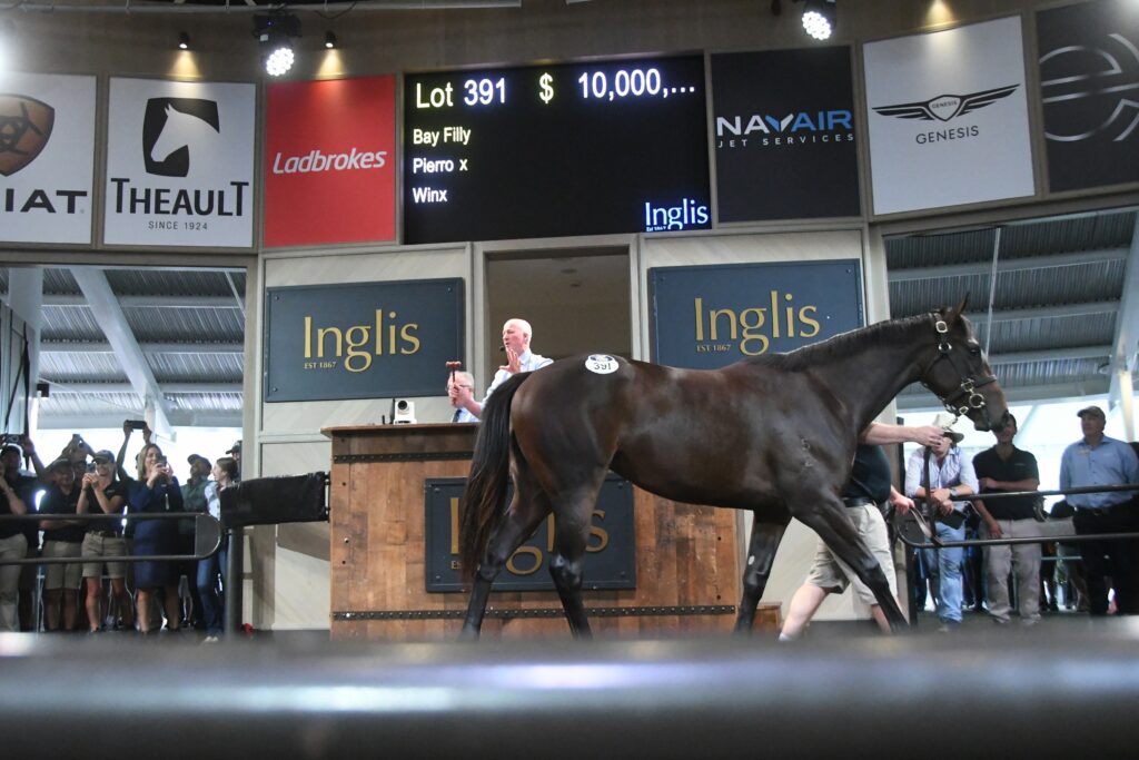 Lot 391 Pierro-Winx million 4431 | Just Horse Racing