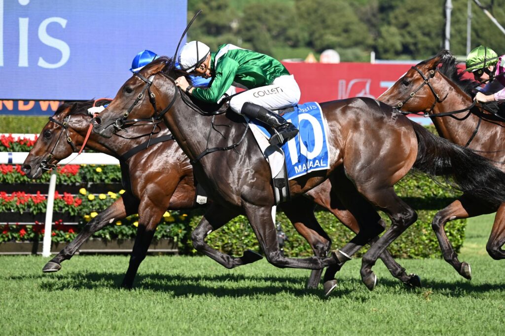 Manaal short odds with top bookmakers to win Silver Shadow Stakes