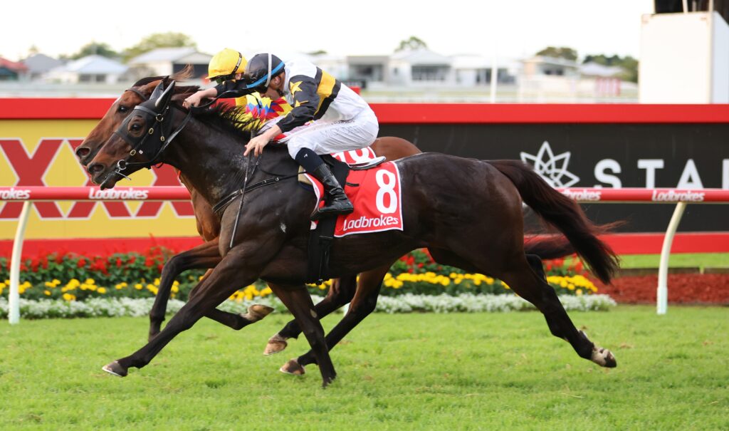 Here To Shock 4 | Just Horse Racing