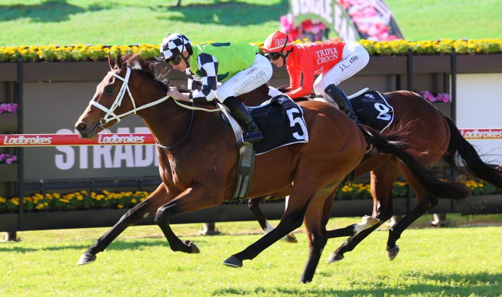 Imperialist 4 | Just Horse Racing