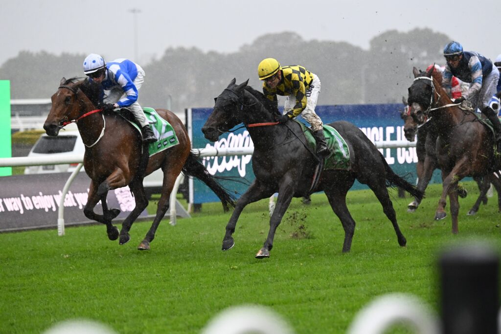Rematch 0106024 7036 | Just Horse Racing