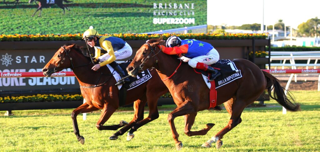 Stefi Magnetica 4 | Just Horse Racing